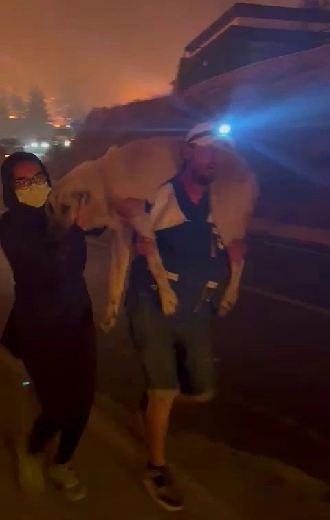 Yangın bölgesindeki hayvanların tahliyesi için seferber oldular
