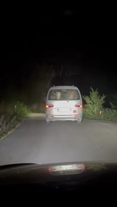 Yangında mahsur kalan hayvanları tahliye ettiler

