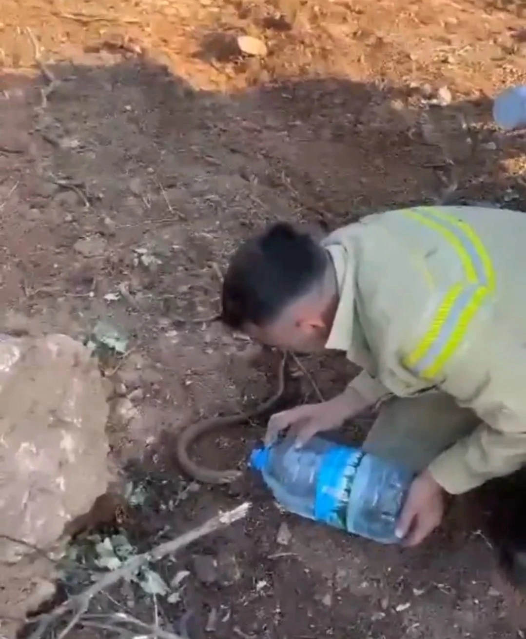 Yangından etkilenen oluklu kertenkelenin yardımına orman işçileri yetişti
