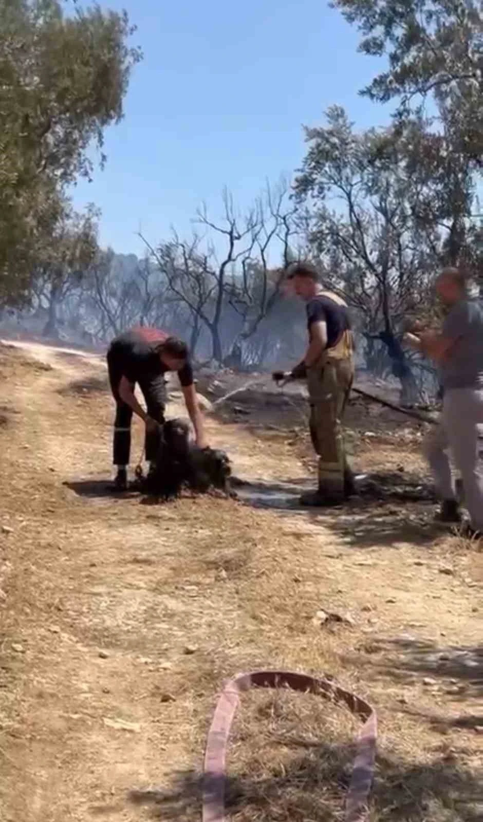 Yangından kurtarılan köpekler böyle görüntülendi
