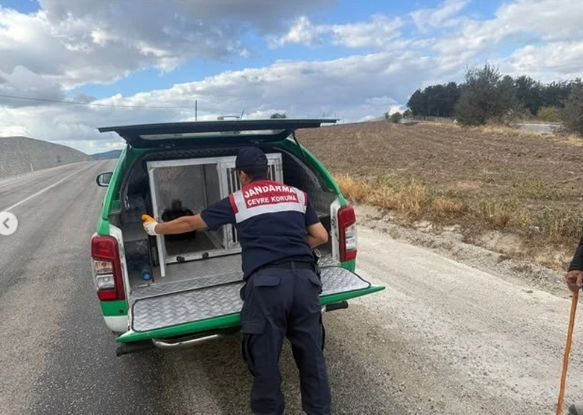 Yaralı atmacaya jandarma sahip çıktı
