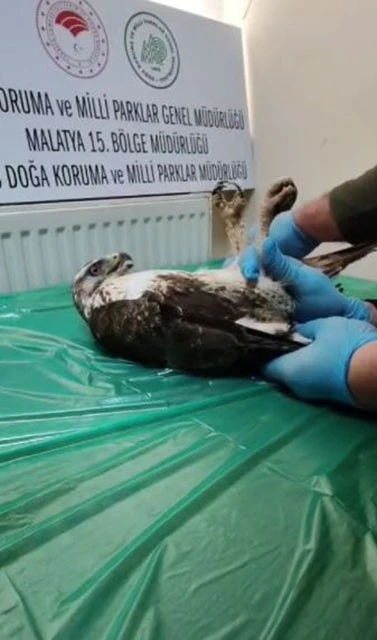 Yaralı bulunan şahin, tedavisinin ardından doğaya salındı
