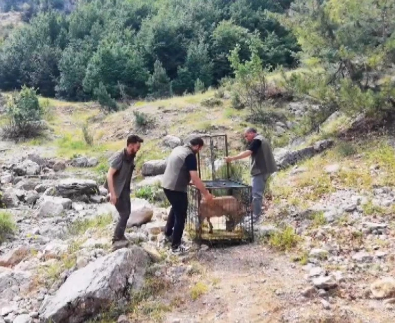 Yaralı dağ ke&ccedil;isi tedavisinin ardından doğaya bırakıldı
