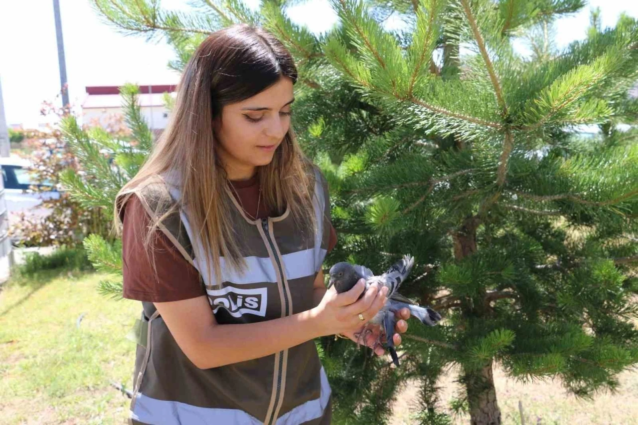 Yaralı güvercine polis şefkati
