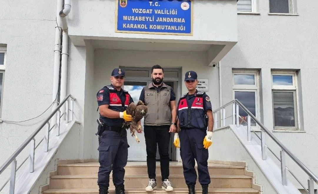 Yaralı halde bulunan kartal koruma altına alındı
