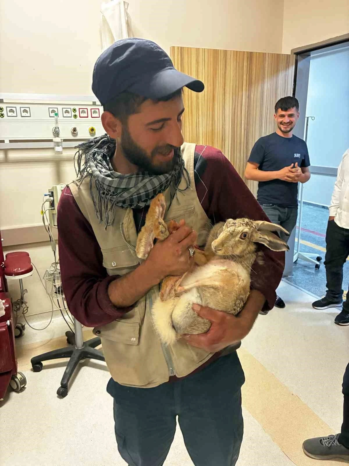 Yaralı hamile tavşan, devlet hastanesi bahçesinde tedavi edi