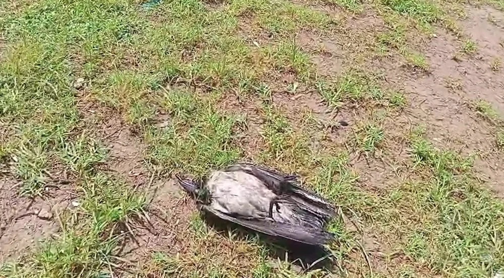Yaralı karga, havadaki kargalar sayesinde bulundu
