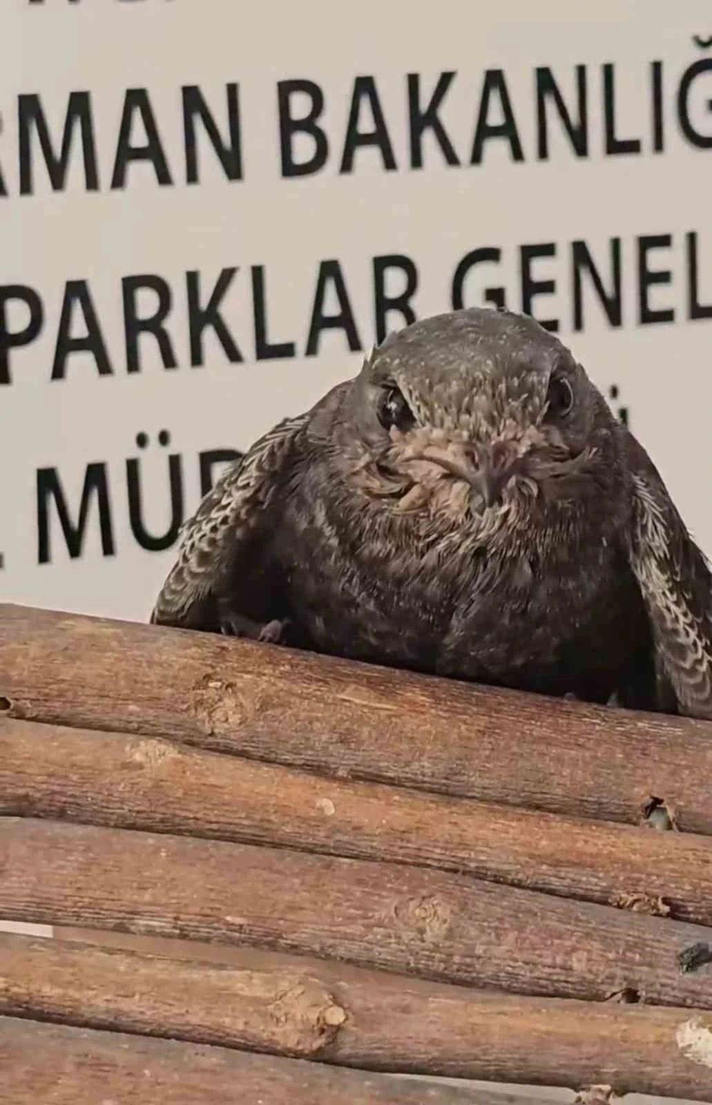 Yaralı kuşlar Doğa Koruma ve Milli Parklar ekipleri sayesinde hayata tutundu
