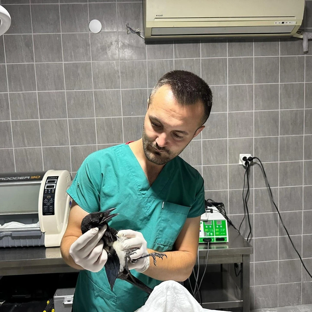 Yaralı saksağan kuşu tedavi altına alındı
