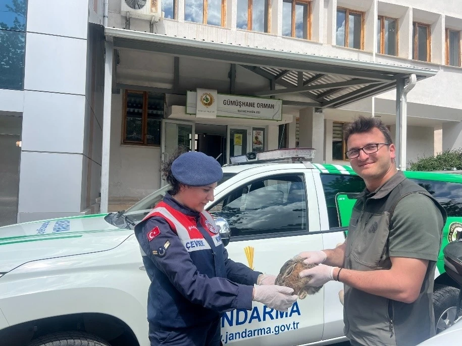 Yaralı tavşan jandarmanın şefkat eliyle doğaya döndü
