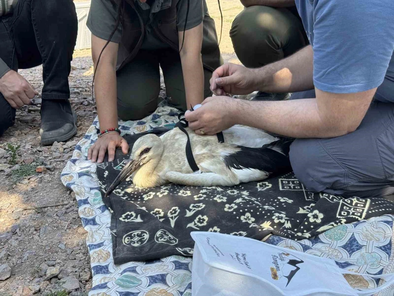 Yaren’in yavruları, uydudan takip edilecek
