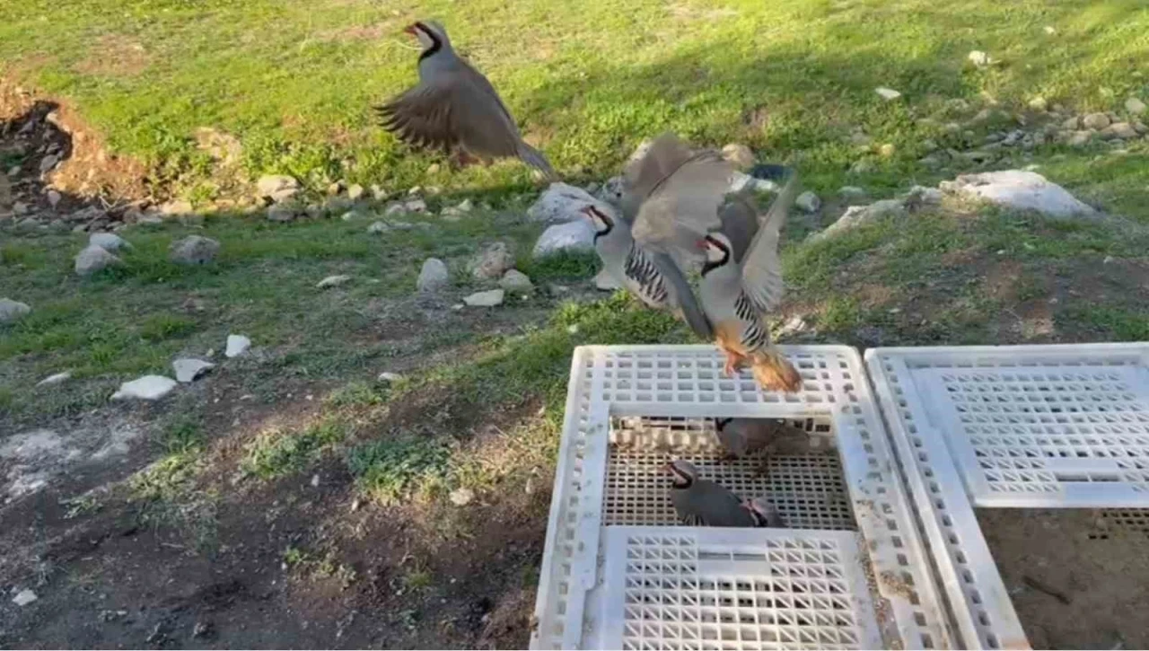 Yasa dışı avlanan kınalı keklikler doğaya salındı
