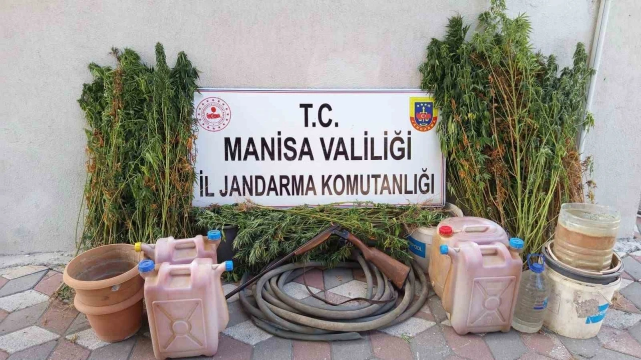 Yasa Dışı Kenevir Eken Şahıs Tutuklandı