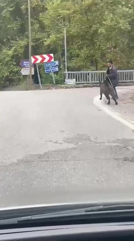 Yaşlı adam, üzerine koşan domuzdan son anda kurtuldu
