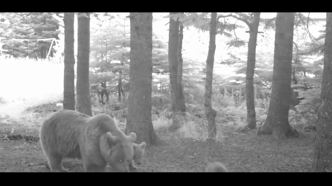 Yavru ayı zıplayarak ailesinin peşinden koştu
