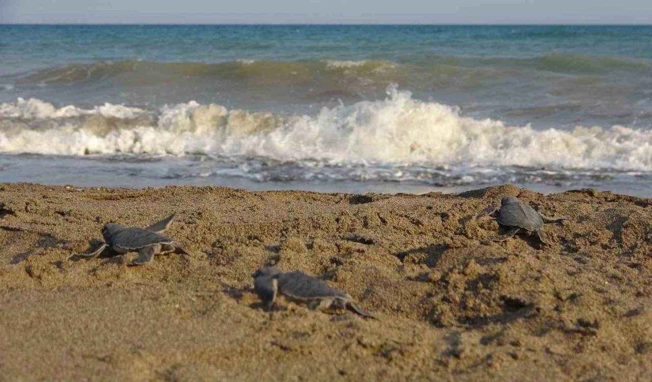 Yavru caretta carettların çıkışları tamamlandı: 210 bin yavru denizle buluştu
