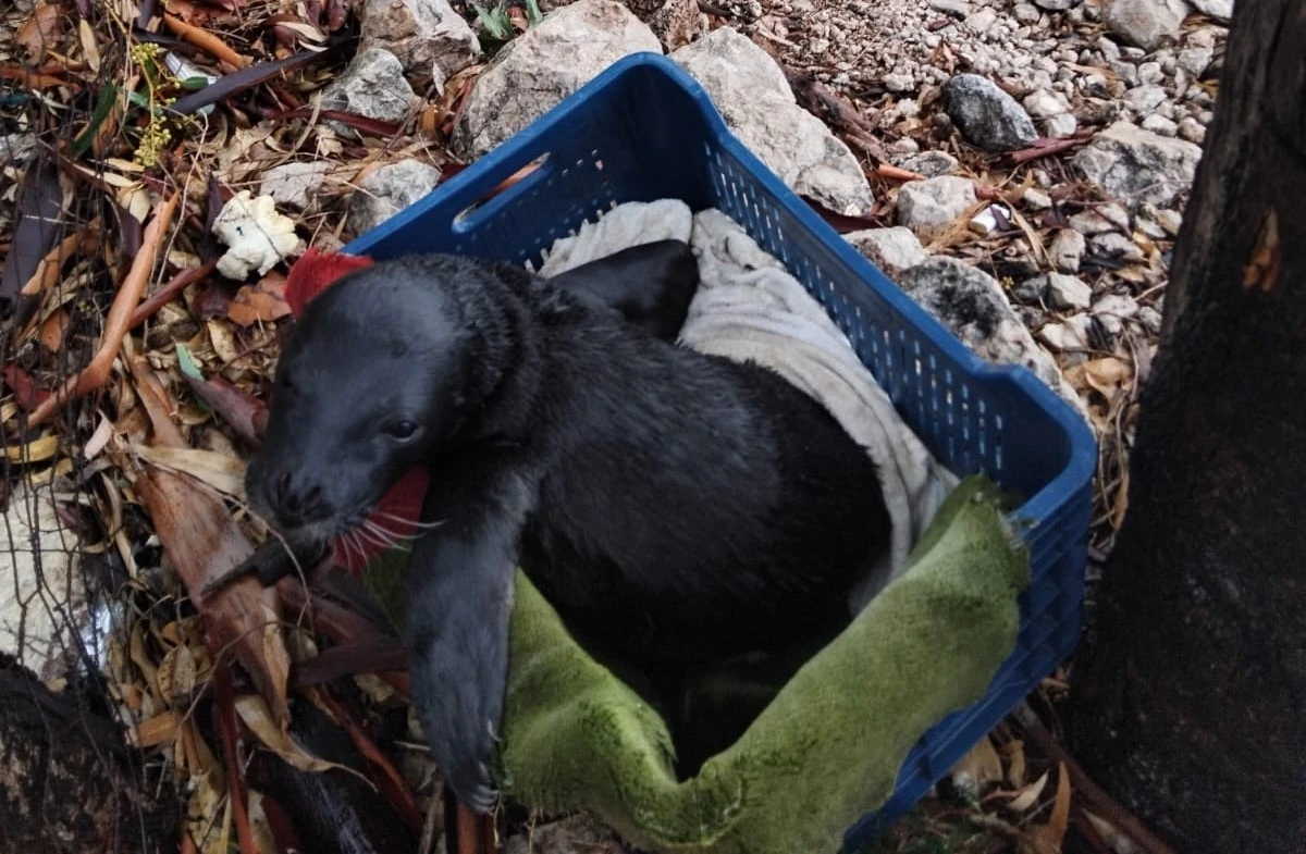 Yavru foka balıkçı şefkati: &quot;Seni iyileştireceğiz evlat&quot;
