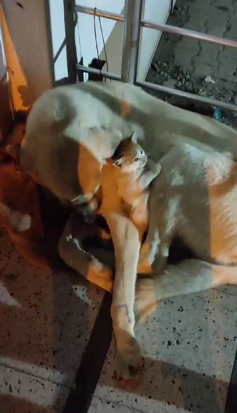 Yavru kedinin &lsquo;tehlikeli&rsquo; sıcak yer arayışı
