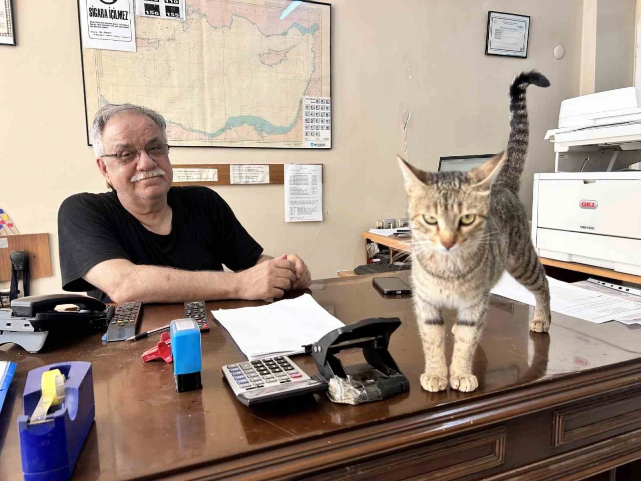 Yavrularını ağzıyla ofise taşıyan anne kedi yürekleri ısıttı
