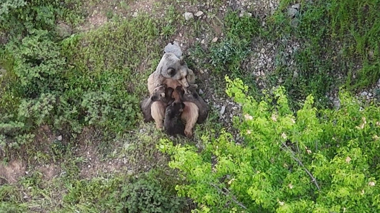 Yavrularını emziren ayı, dronla kaydedildi
