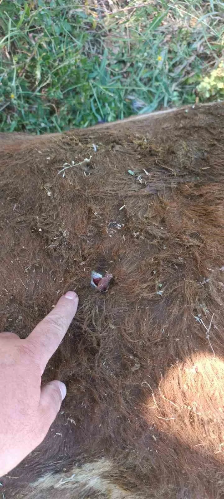 Yayla kavgası: 1 yaralı
