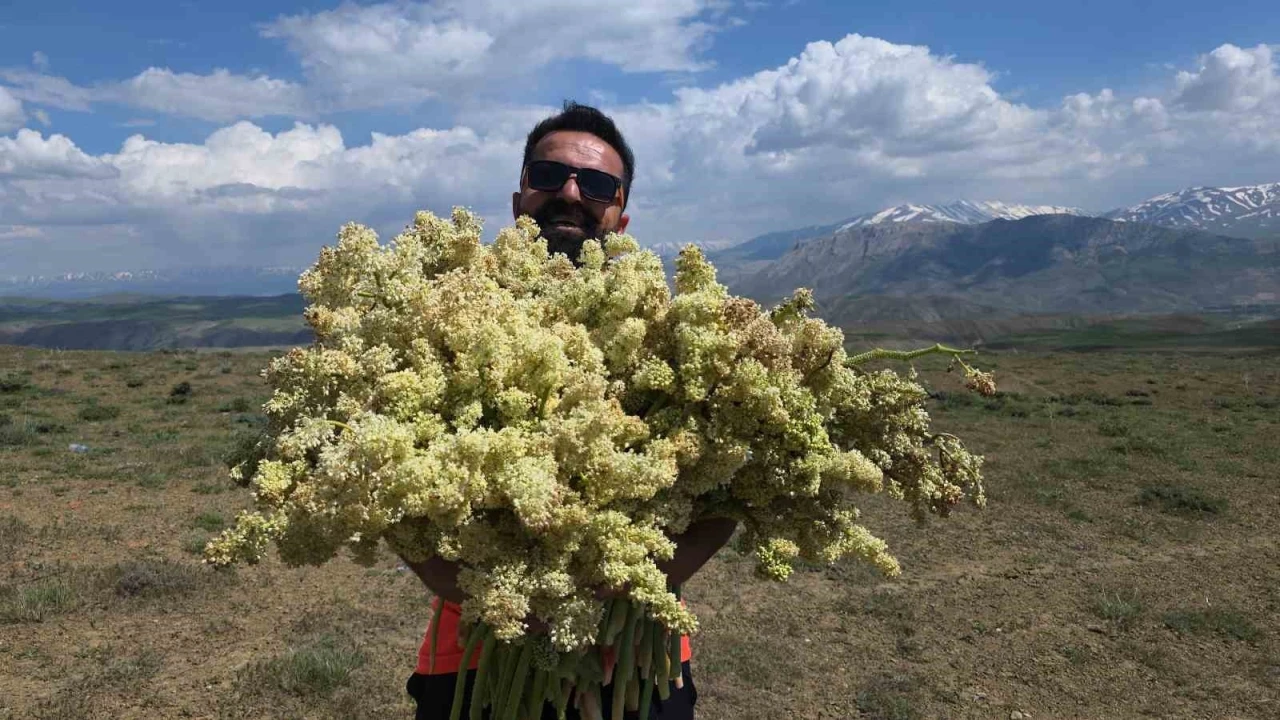 Yayla muzunu vatandaş kendi topluyor
