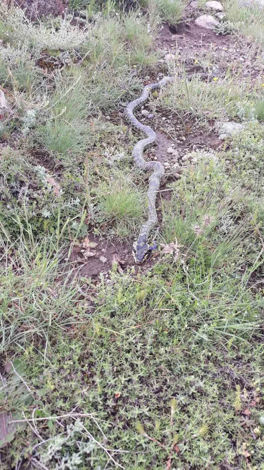 Yaylada görülen engerek yılanı merak ve korkuya neden oldu
