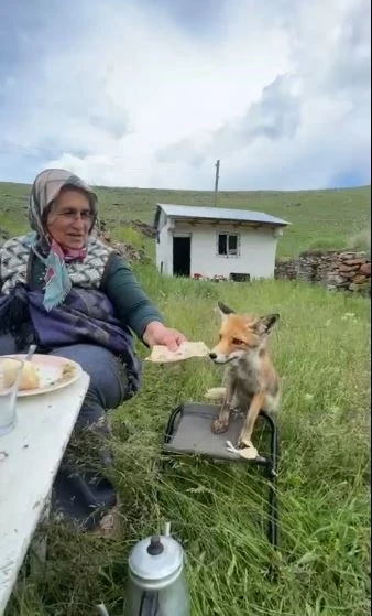 Yaylada Sedriye ninenin sofrasına oturan tilki, ikram edilen ekmeği yemedi
