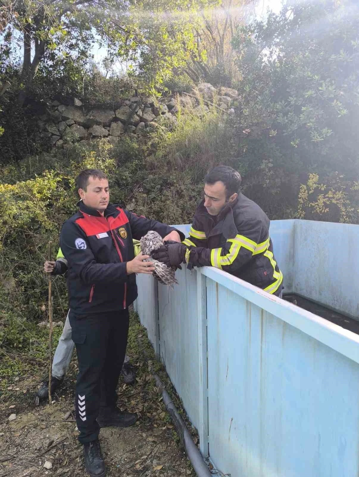 Yayladağı’nda baykuş kurtarma operasyonu
