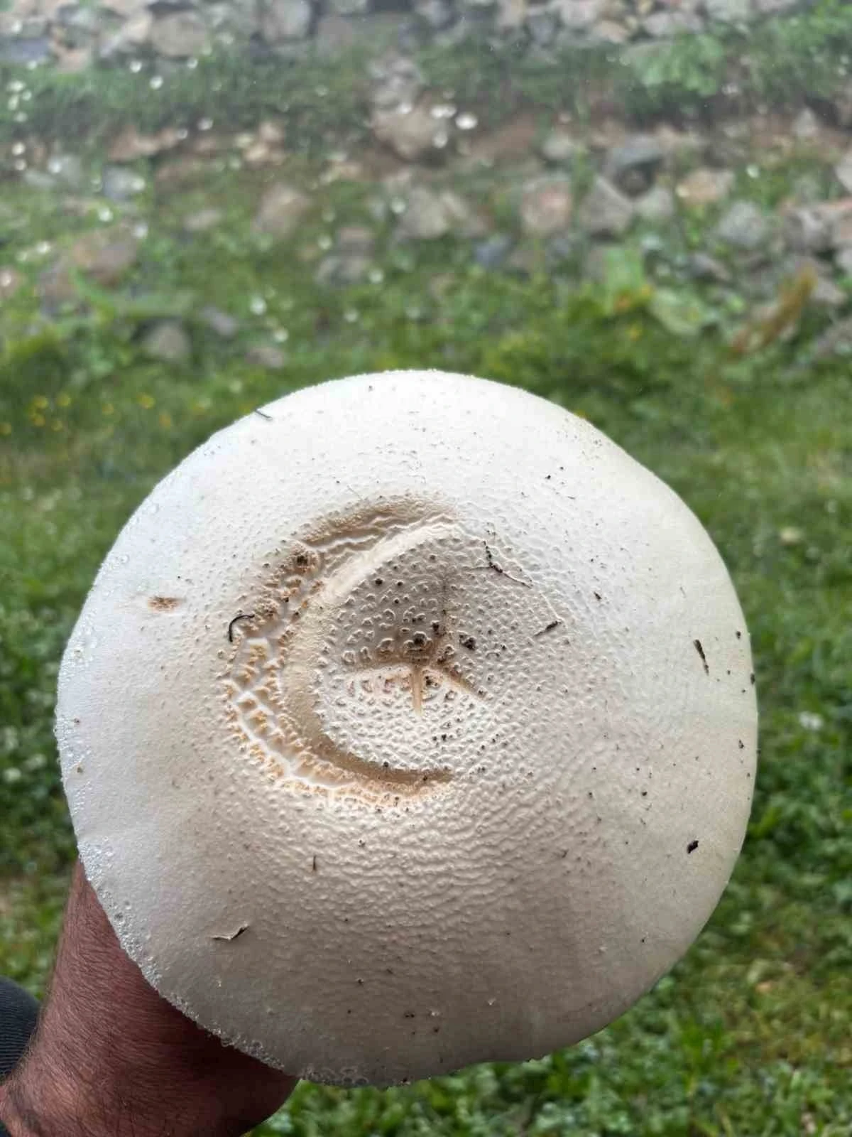 Yayladaki ay yıldızlı mantar g&ouml;renleri şaşırttı
