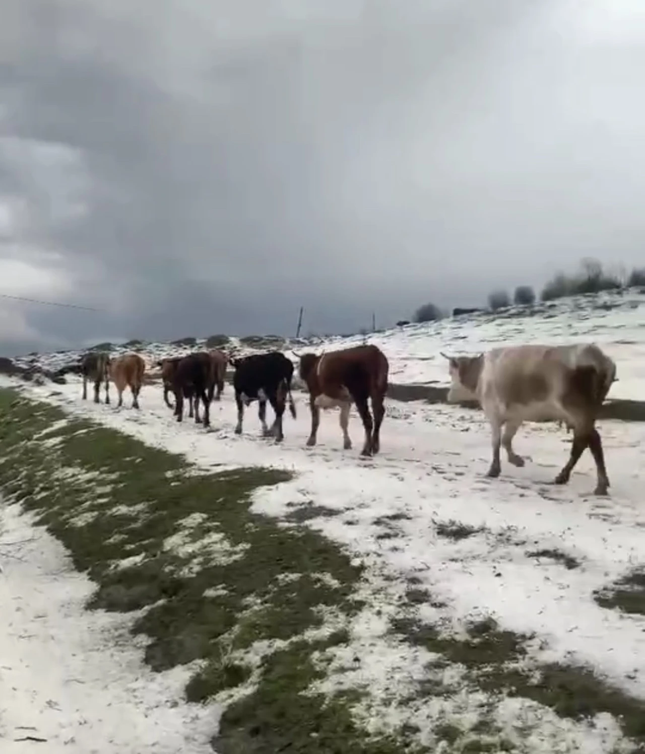 Yayladaki sürülerin dolu yağışında zorlu anları kameraya yansıdı
