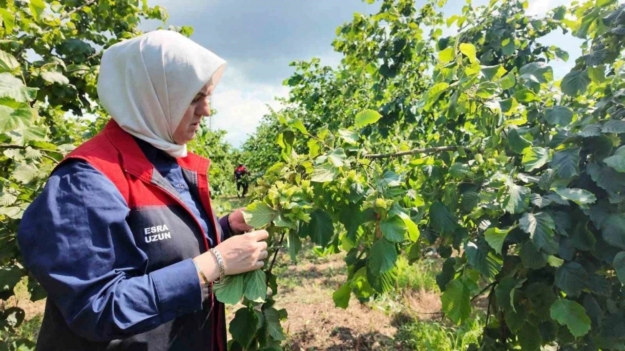 Yeni sezon &ouml;ncesi fındık bah&ccedil;elerinde saha incelemeleri s&uuml;r&uuml;yor
