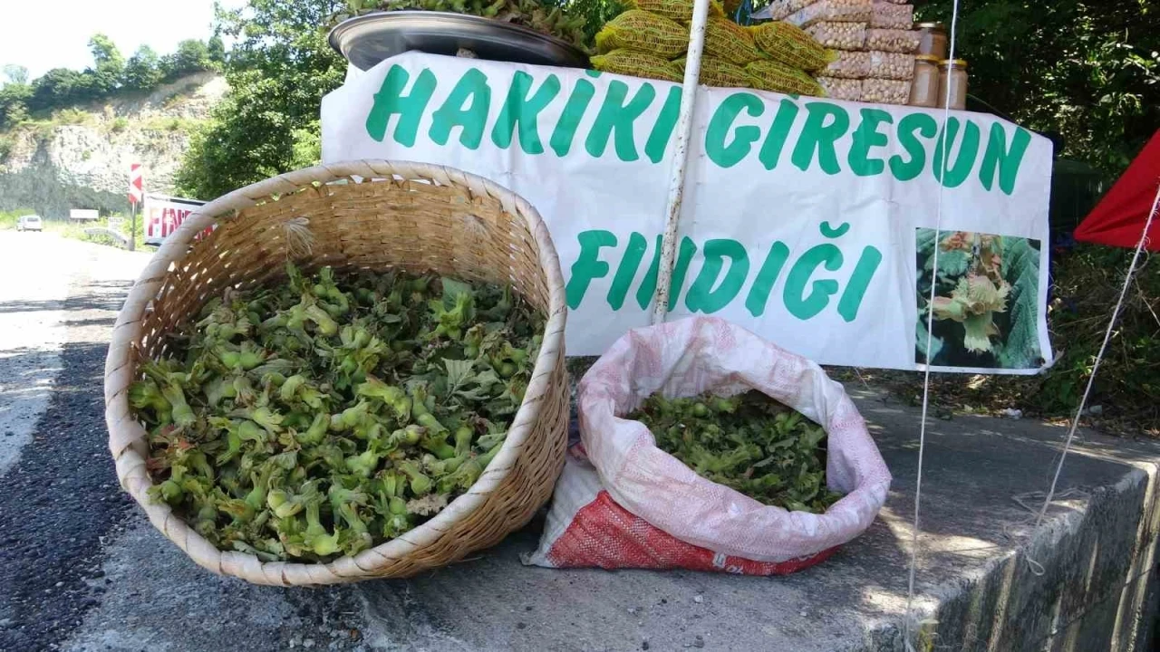 Yeni sezonun ilk fındığı tezgahlarda: Yeşil kabuklu fındığın kilosu 200 TL

