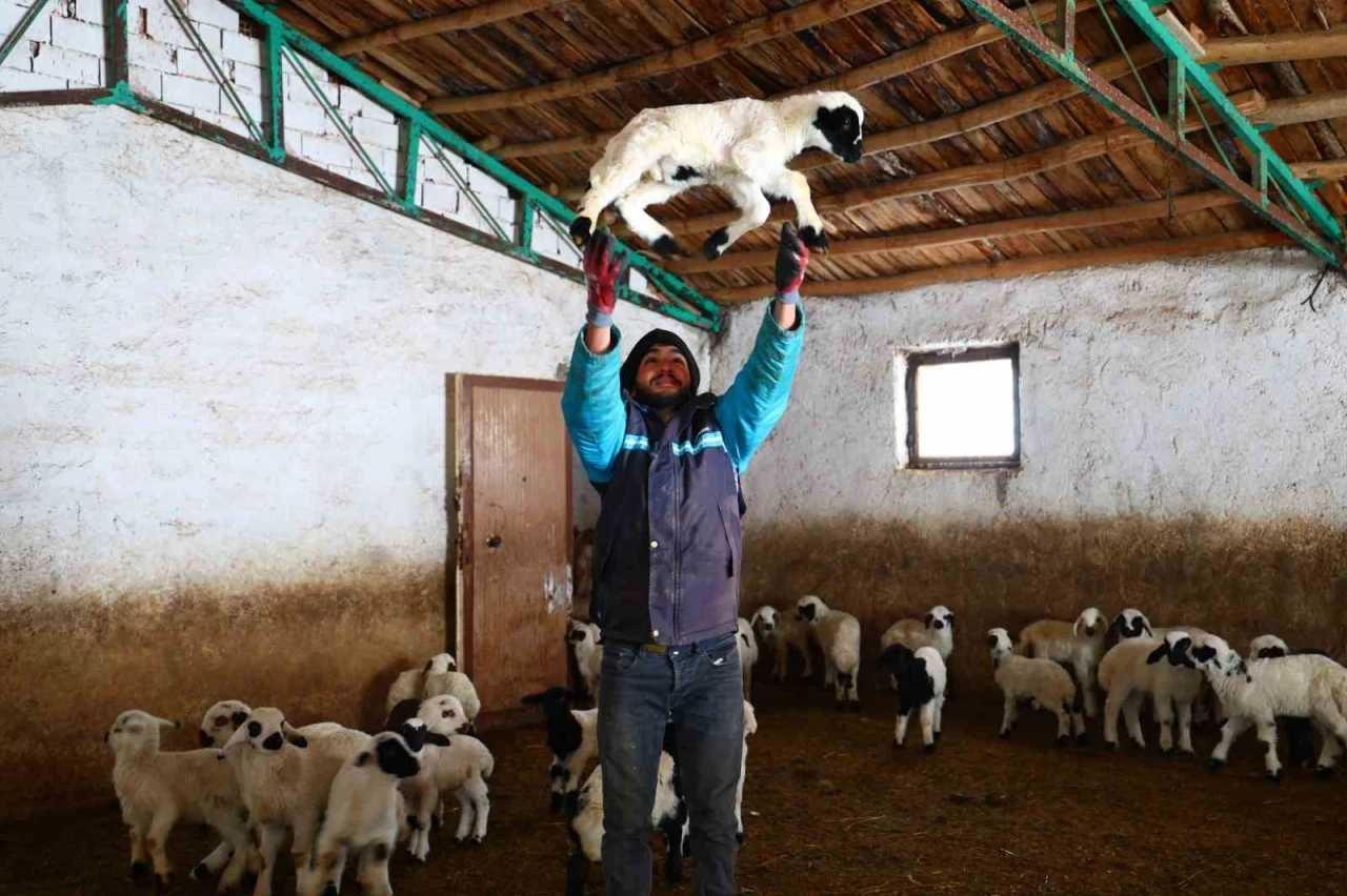 Yeni yıl bereketiyle geldi: Soğuk hava ile birlikte kuzu doğumları arttı
