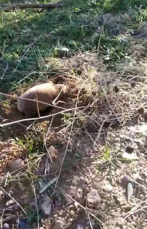 Yer altının gizemli canlısı Manisa&rsquo;da ortaya &ccedil;ıktı
