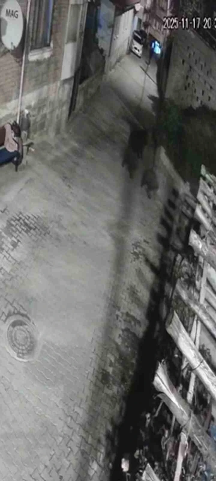 Yerleşim alanına inen ayılar köy sakininden korkup kaçtı
