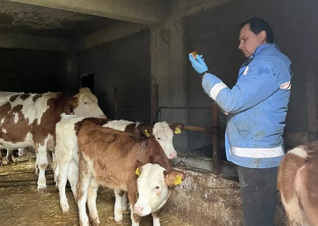 Yığılca&rsquo;da hayvan sağlığı &ccedil;alışmaları s&uuml;r&uuml;yor

