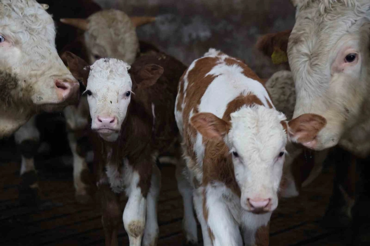 Yıl bitmeden gelen &ccedil;ifte mutluluk: &Uuml;reticinin ikiz buzağı sevinci
