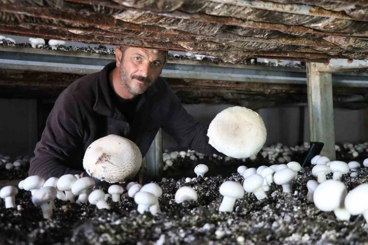 Yılın son mantar hasadı başladı
