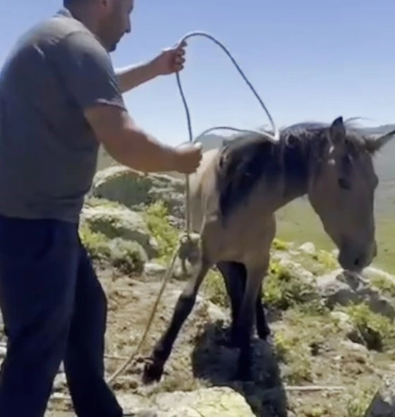 Yılkı atlarıyla ilgili mide bulandıran iddia
