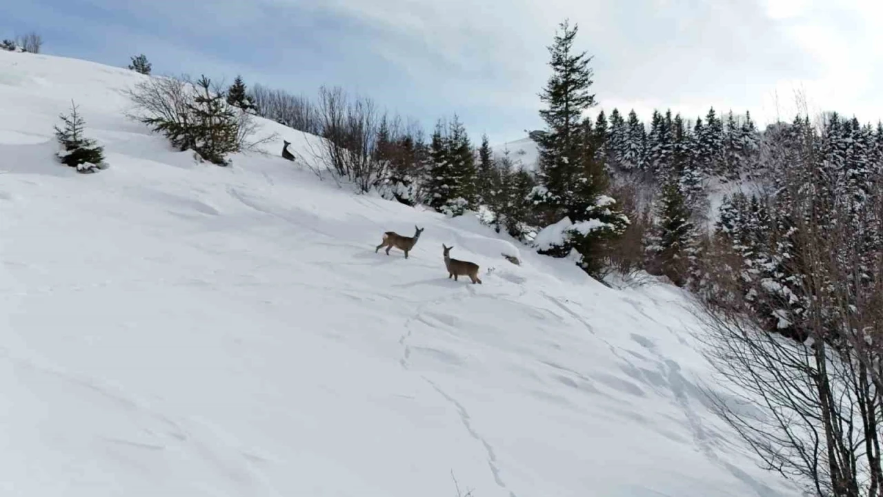 Yiyecek arayan karacalar Kulakkaya Yaylası&rsquo;nda g&ouml;r&uuml;nt&uuml;lendi
