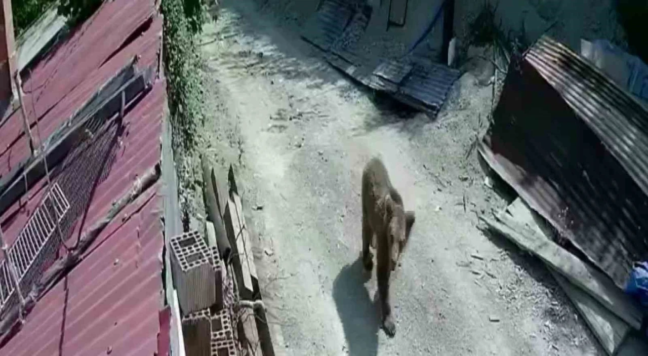 Yiyecek bulamayan ayılar mahalle ve köylere inmeye başladı

