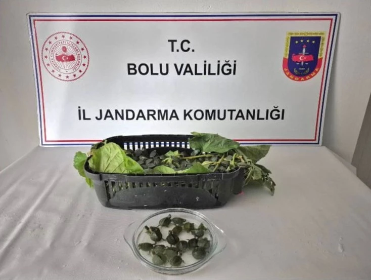 Yolcu otobüsünde 500 yasaklı su kaplumbağası ele geçirildi

