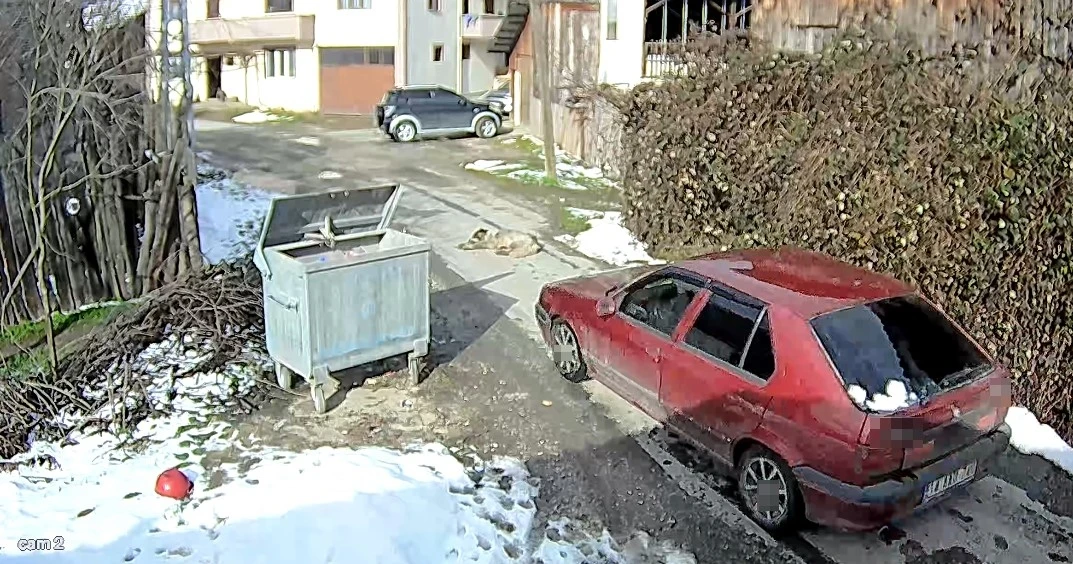 Yolda yatan k&ouml;peği ezip, yoluna devam etti
