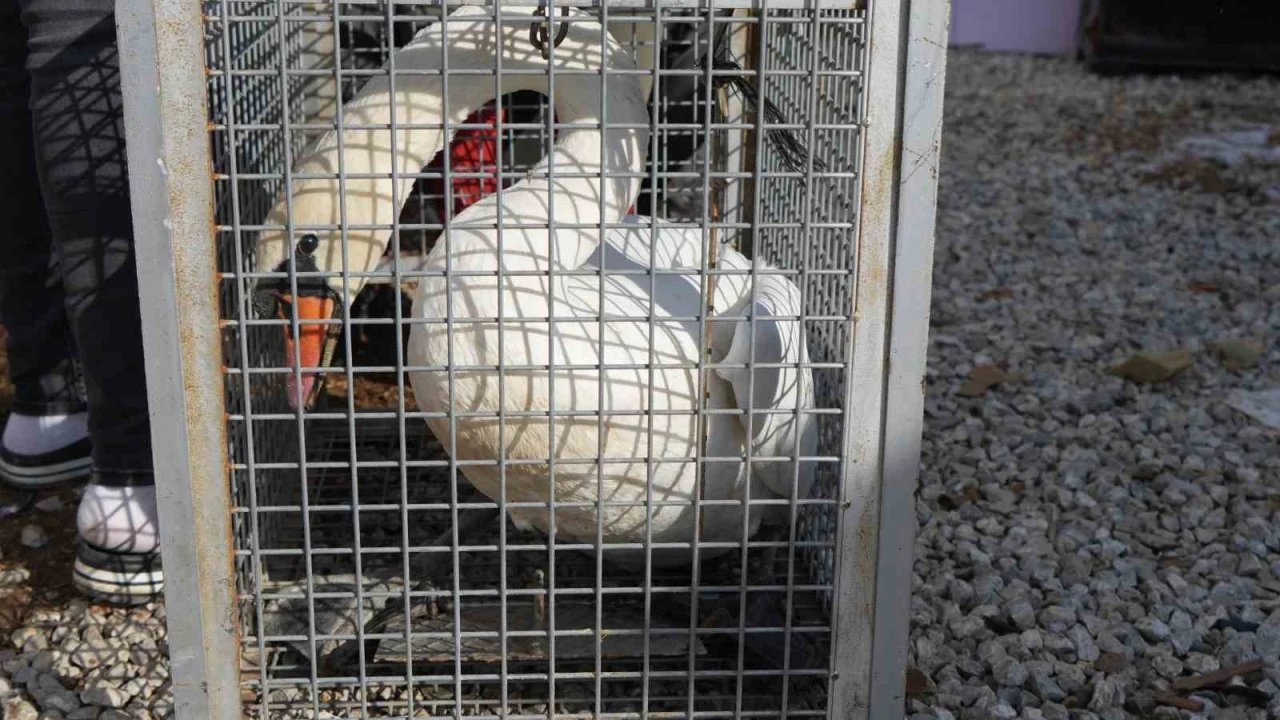 Yolunu şaşıran kuğu, Ankara&rsquo;da bir evin bah&ccedil;esine d&uuml;şt&uuml;

