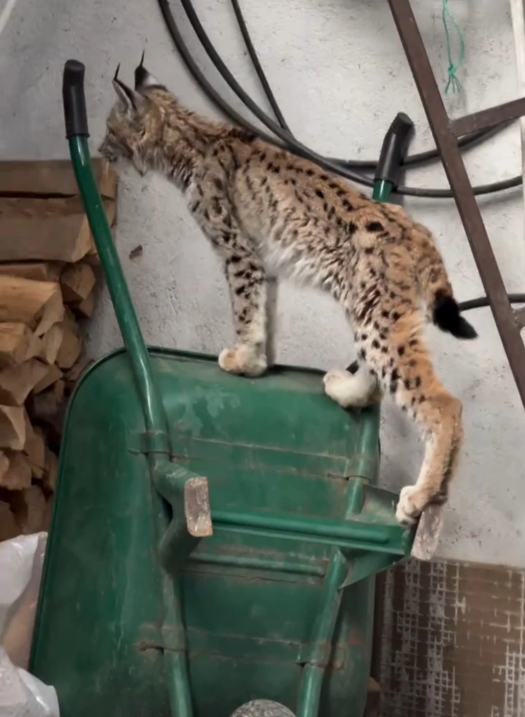 Yolunu şaşıran vaşak Torul ilçe merkezine indi
