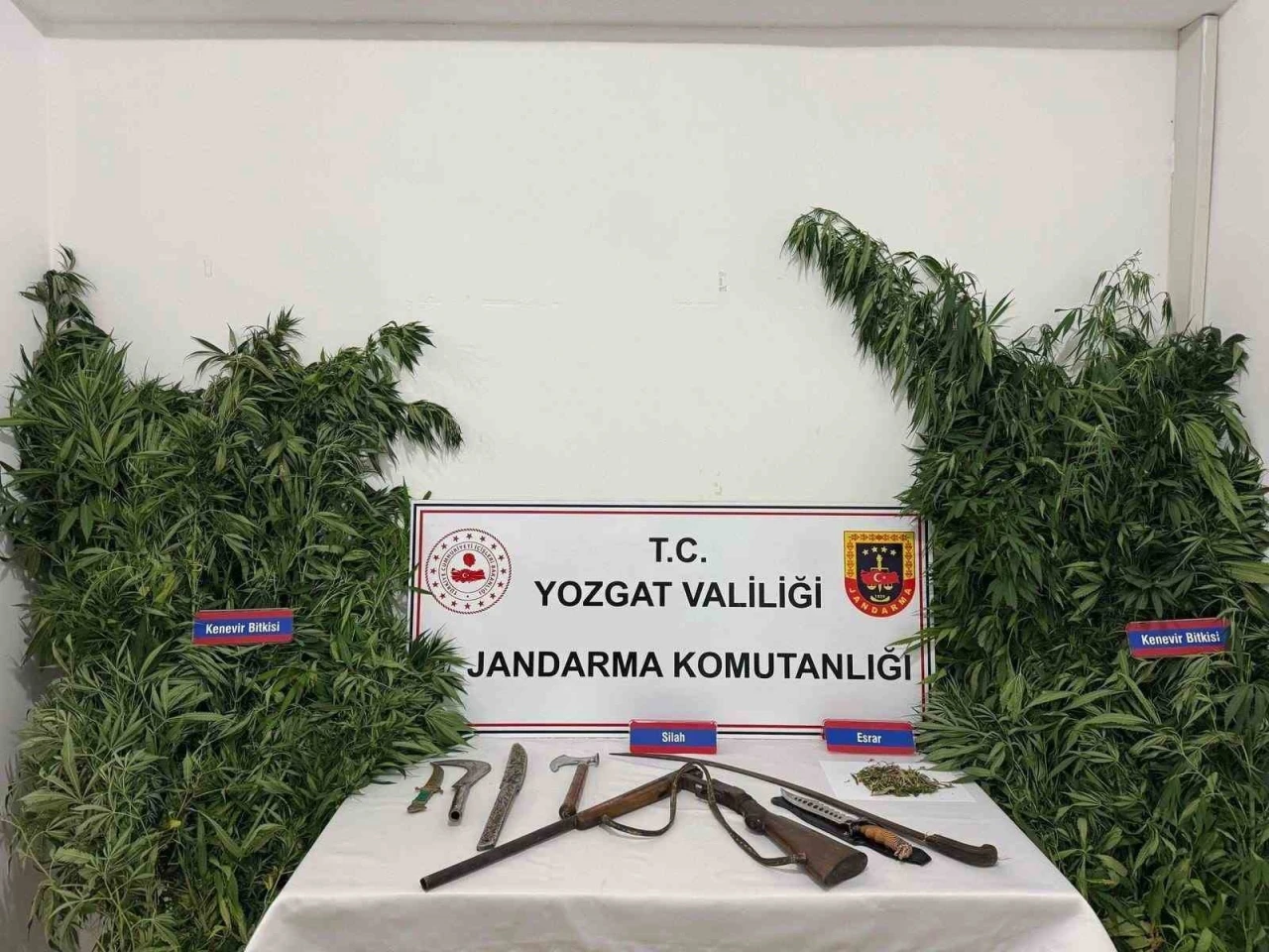 Yozgat’ta 243 kök kenevir ele geçirildi