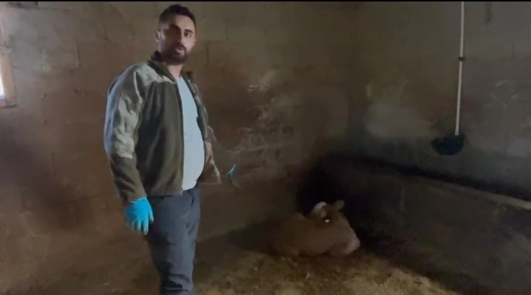 Yozgat&rsquo;ta ahırlara yıldırım d&uuml;şt&uuml;, hayvanlar telef oldu
