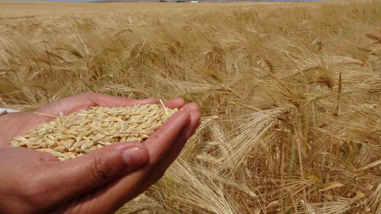 Yozgat&rsquo;ta arpa hasadı başladı
