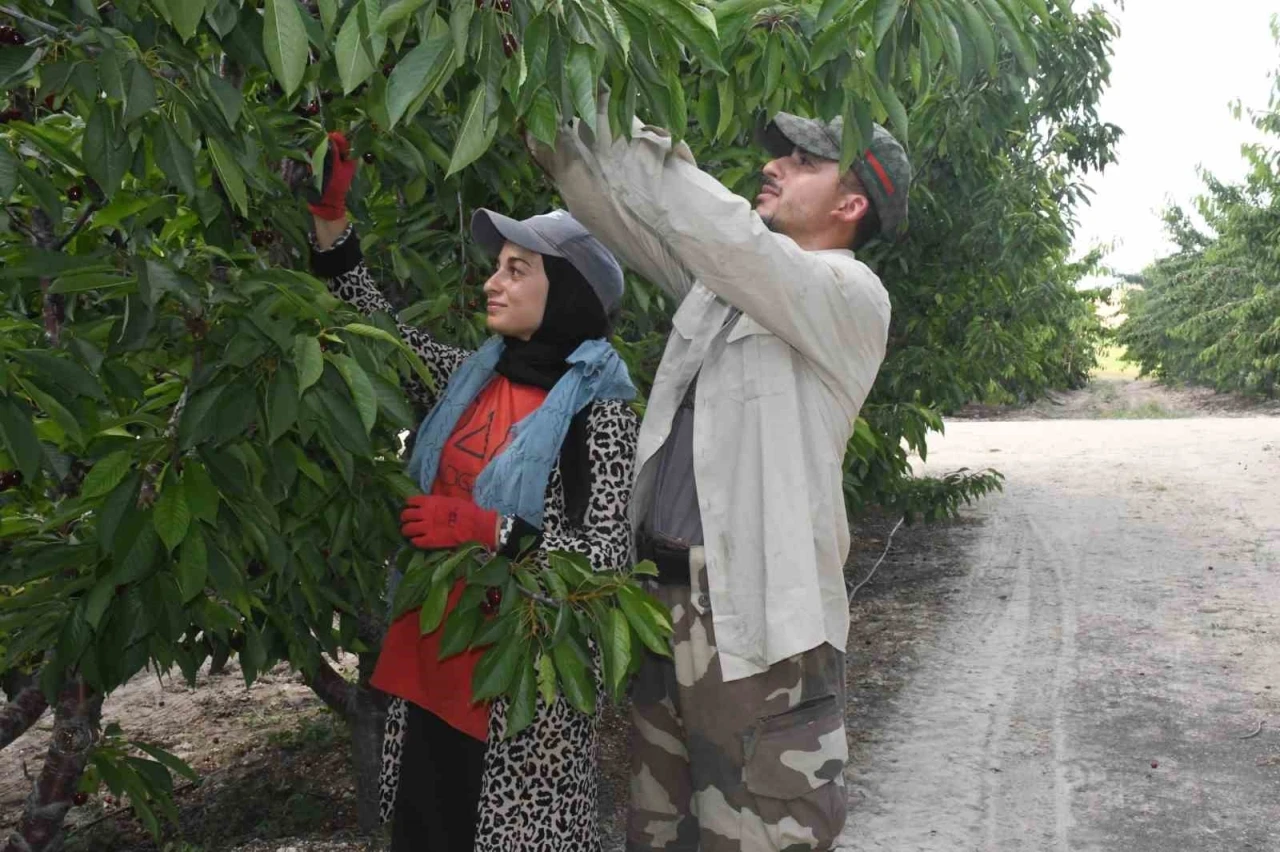 Yozgat&rsquo;ta dev kiraz bah&ccedil;esinde hasat mesaisi
